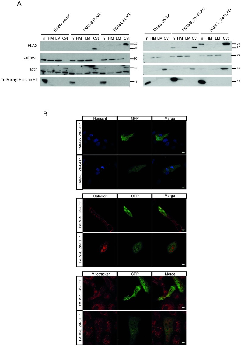 Fig 8