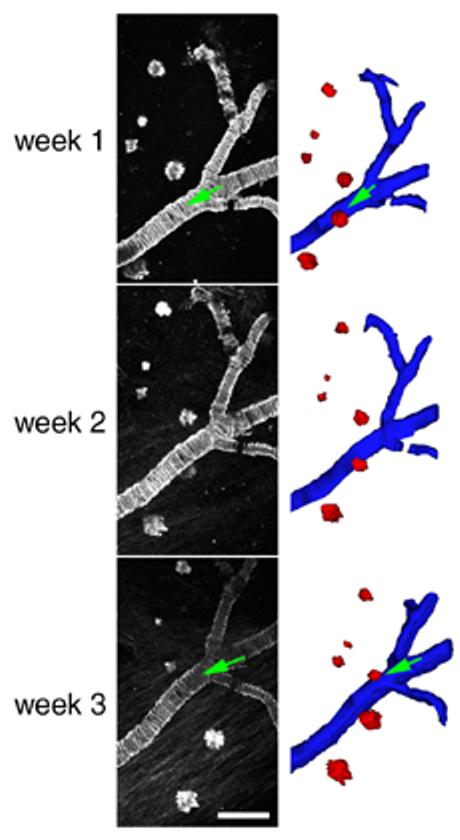 Figure 7