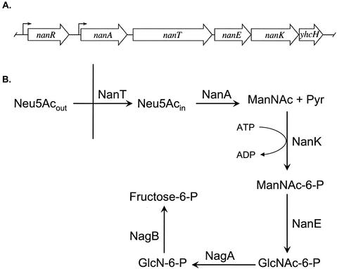 FIG. 1.