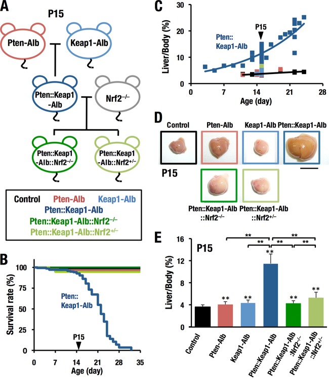 FIG 1