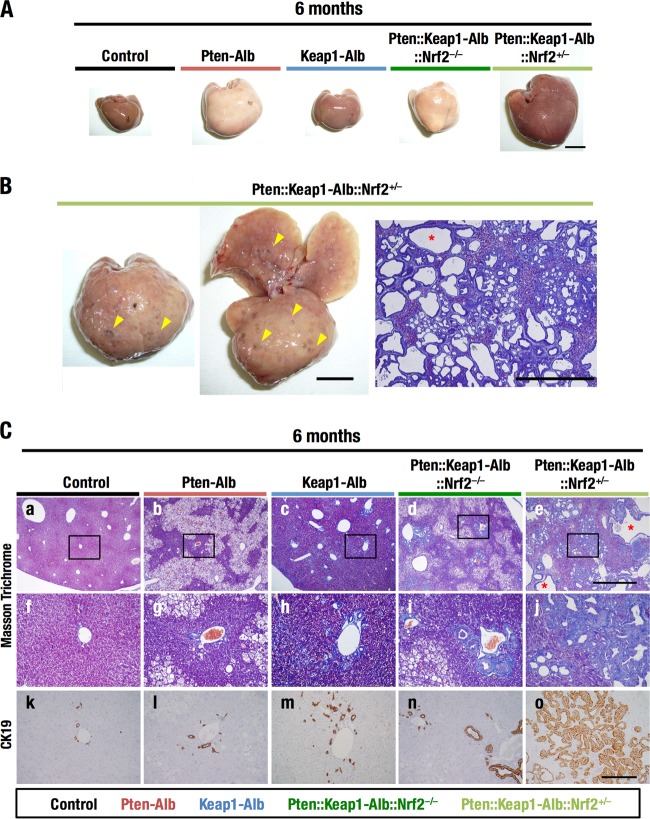 FIG 6