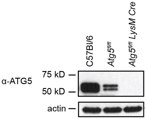 Extended Data Figure 3