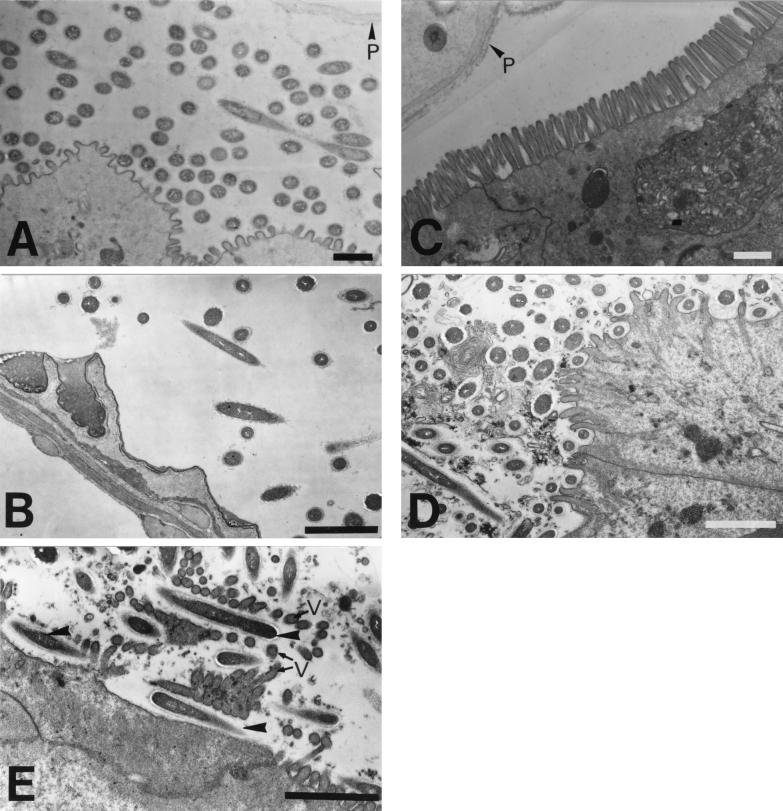 FIG. 6