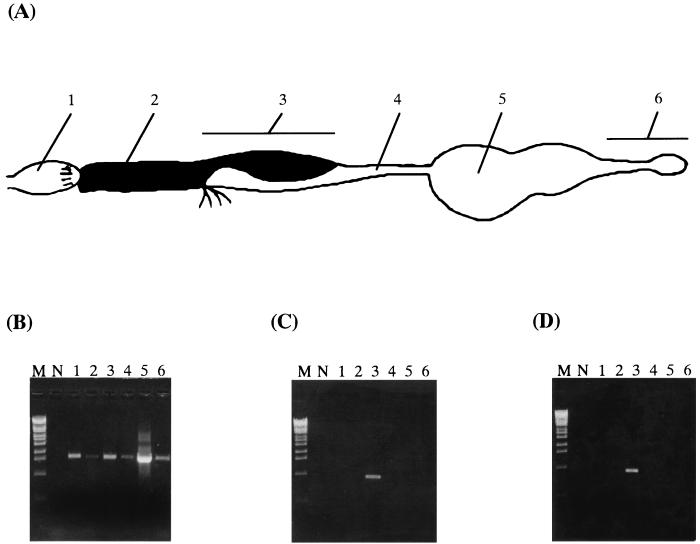 FIG. 3