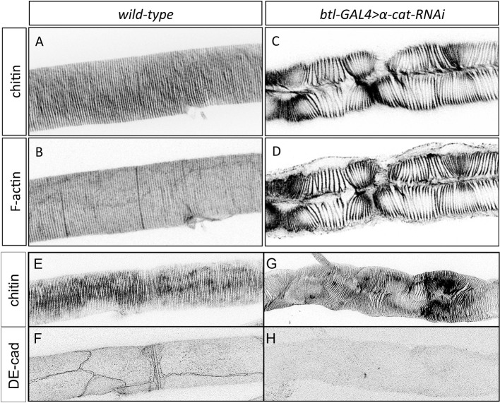 Figure 9—figure supplement 1.