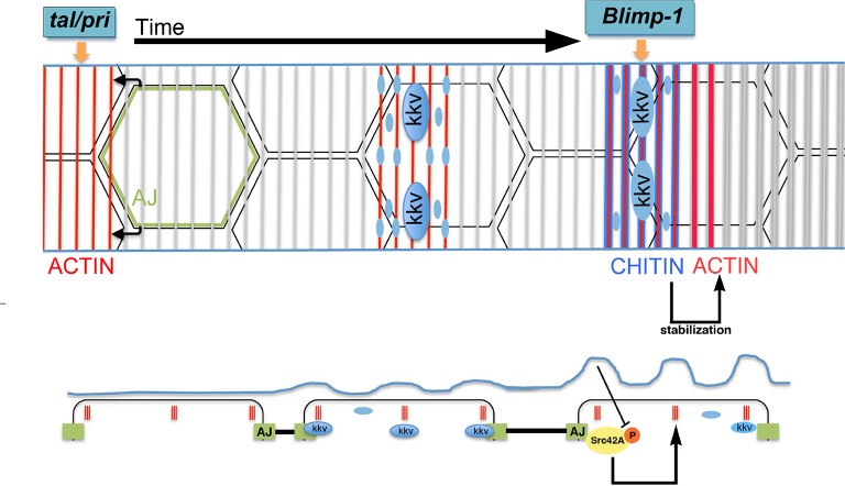 Figure 11.