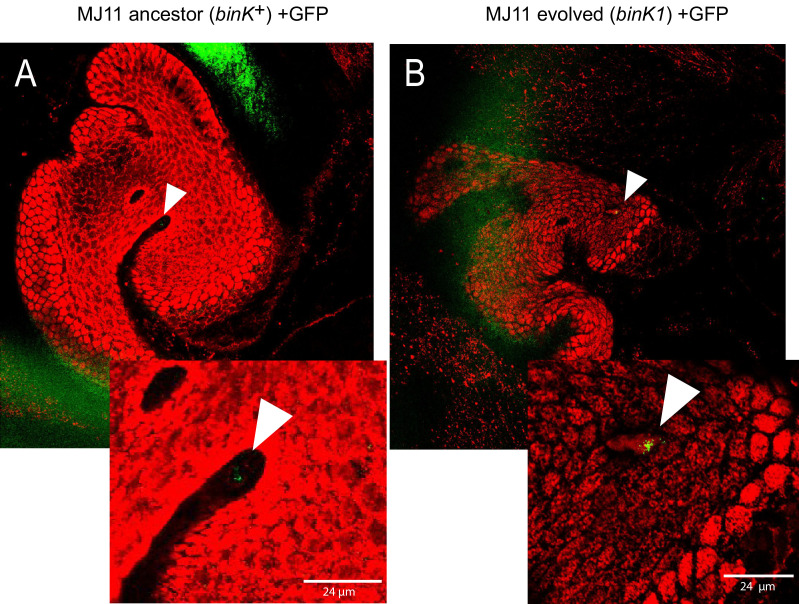 Figure 5—figure supplement 1.