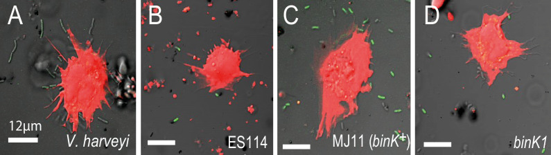 Figure 6—figure supplement 1.