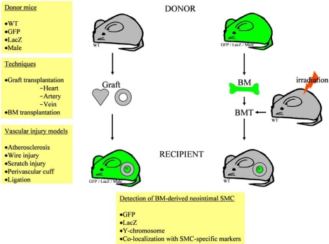 Fig. (1)