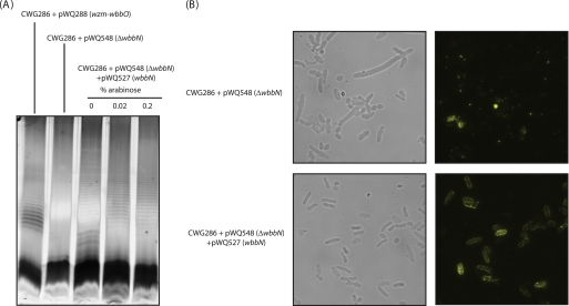 FIGURE 7.