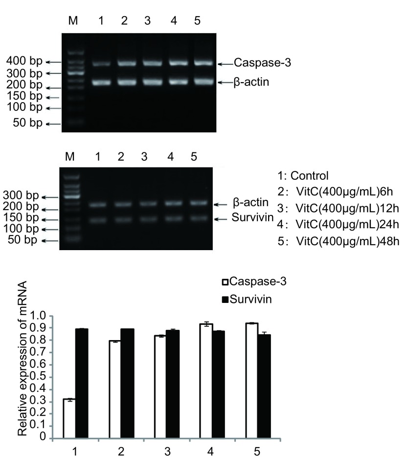 Vit C作用6 h后Caspase-3 mRNA的表达增高, 随着作用时间的延长表达量无明显增多; 随着Vit C作用时间的延长Survivin mRNA的表达未见明显变化。 The relative expression of Caspase-3 mRNA up-regulated when Vit C treated A549 cell 6 hours later and it no longer changced with time prolonged; the relative expression of Survivin mRNA was not significant change after Vit C treated A549 cell.