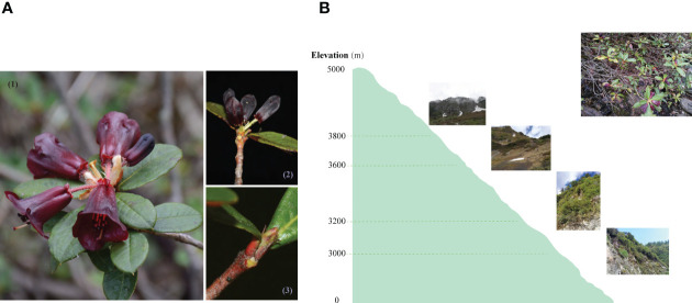 Figure 1