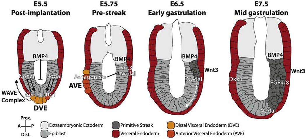 Figure 1: