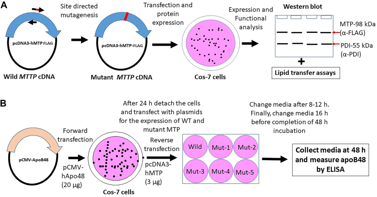 Figure 1