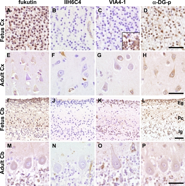 Fig. 6