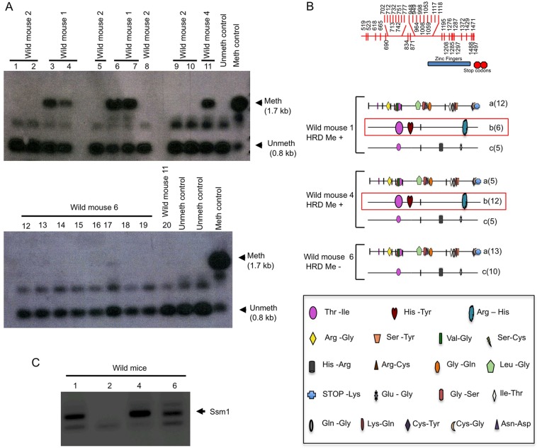 Fig. 7.