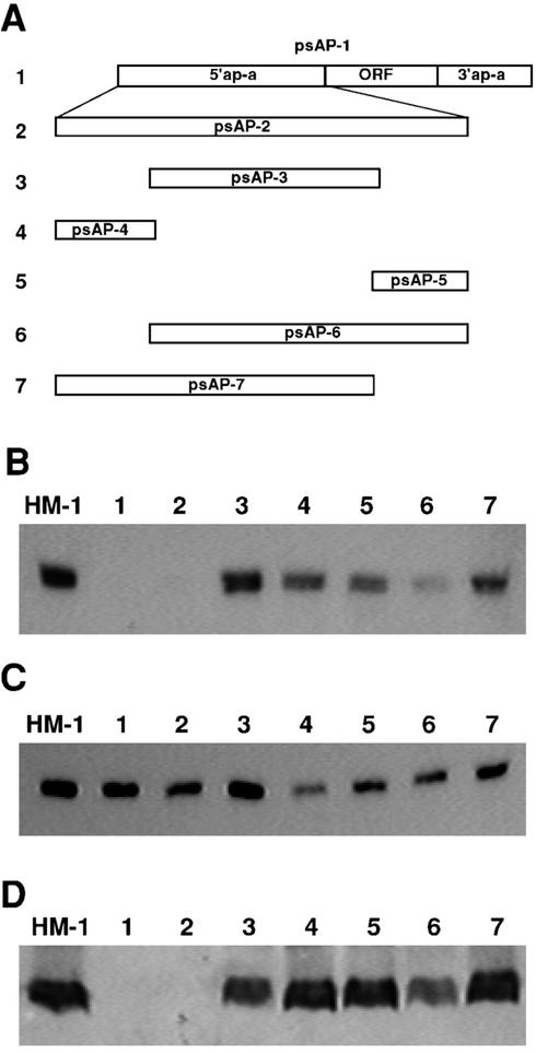 FIG. 2.