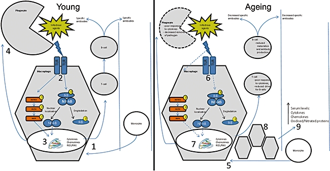 Fig. 2