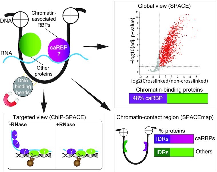 Graphical Abstract