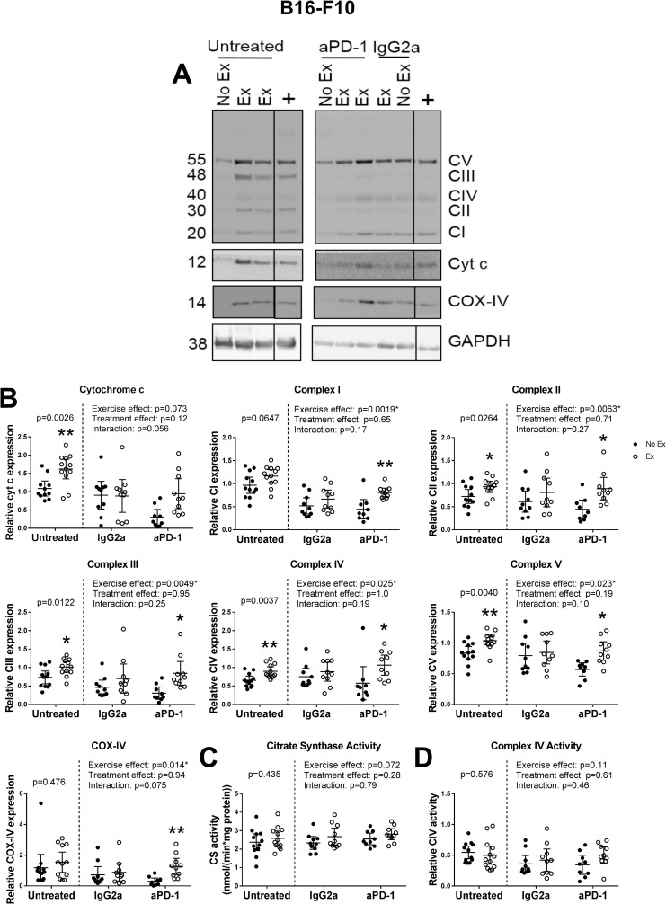 Effect of immune modulation on the skeletal muscle mitochondrial ...