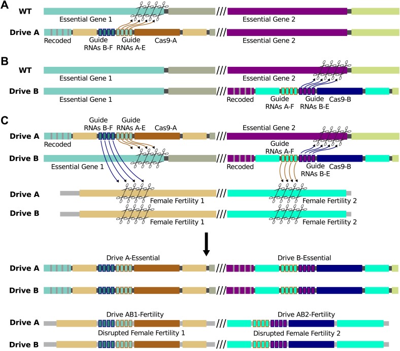 Figure 6—figure supplement 1.