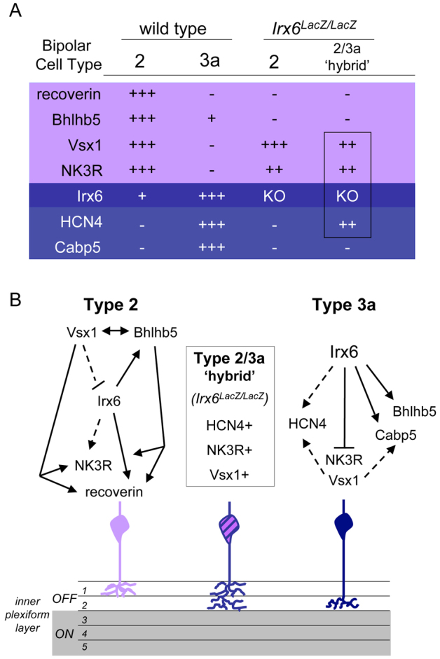 Fig. 12.