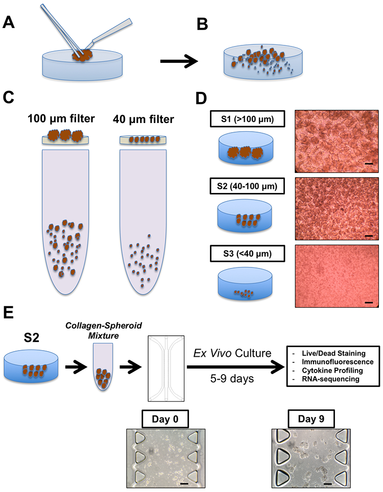 Figure 2 –