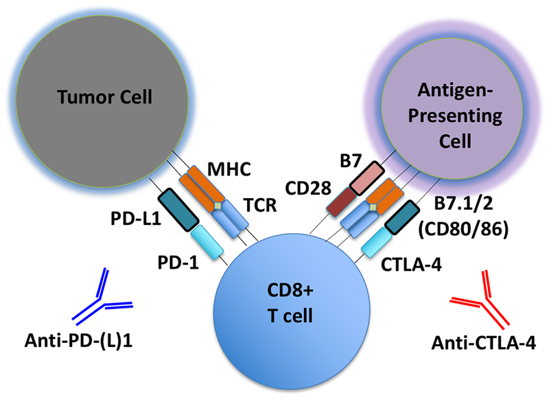 Figure 1 –