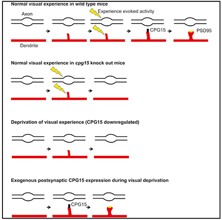 graphic file with name nihms-1536800-f0007.jpg