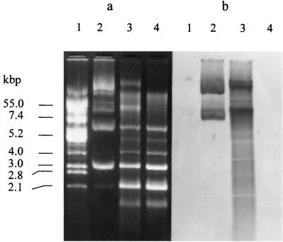 FIG. 5