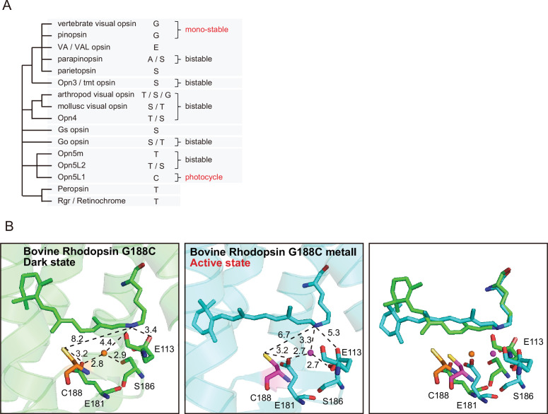 Figure 1—figure supplement 1.