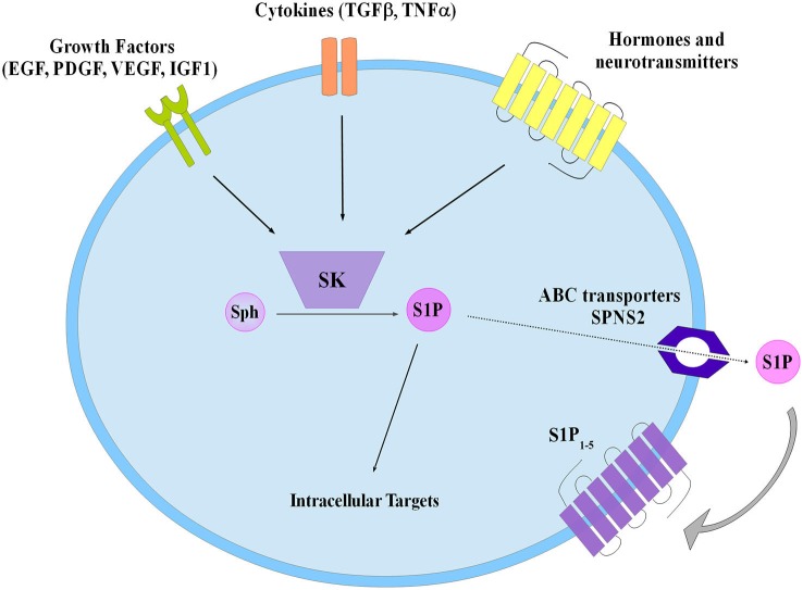 Figure 2