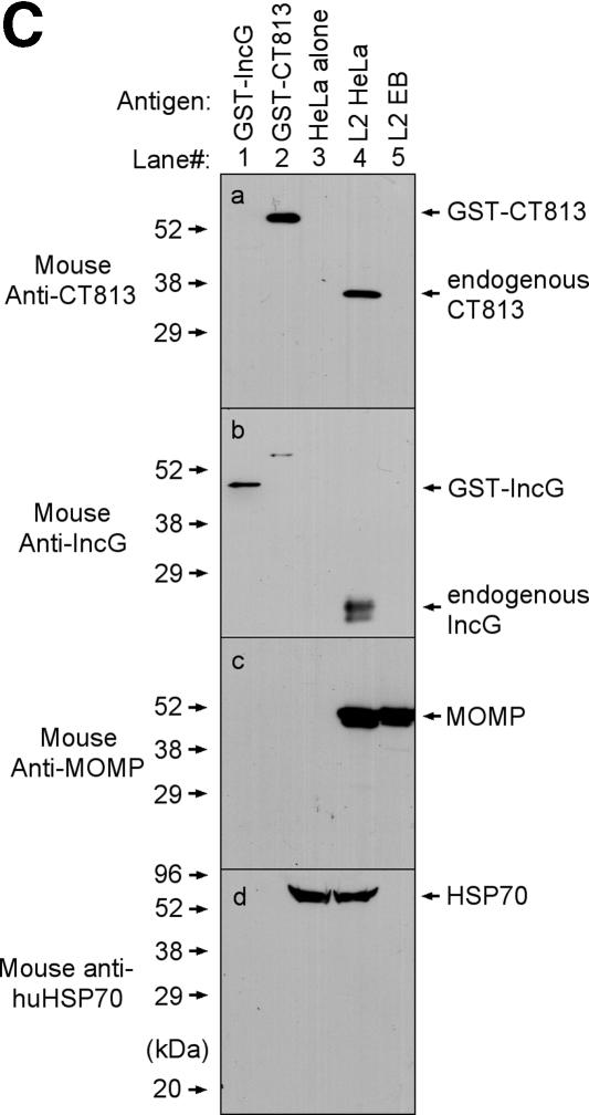 FIG.1.