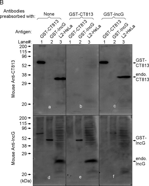 FIG.2.