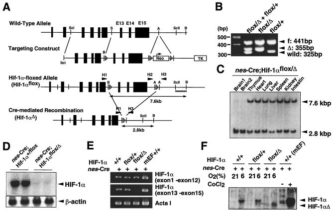 FIG. 1.