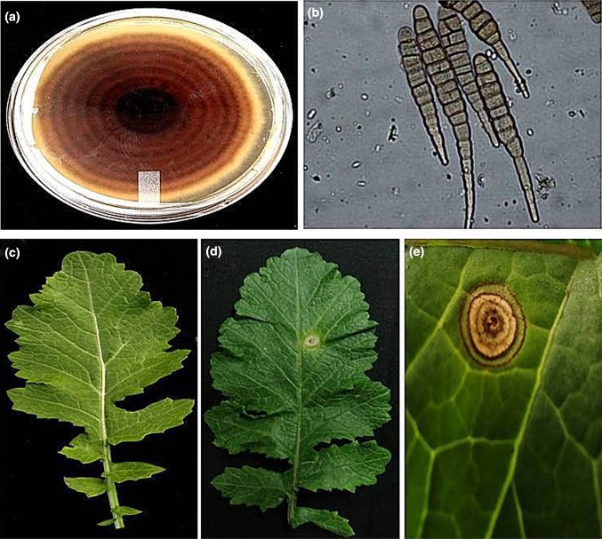 Fig. 3