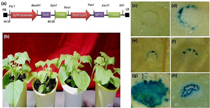 Fig. 6