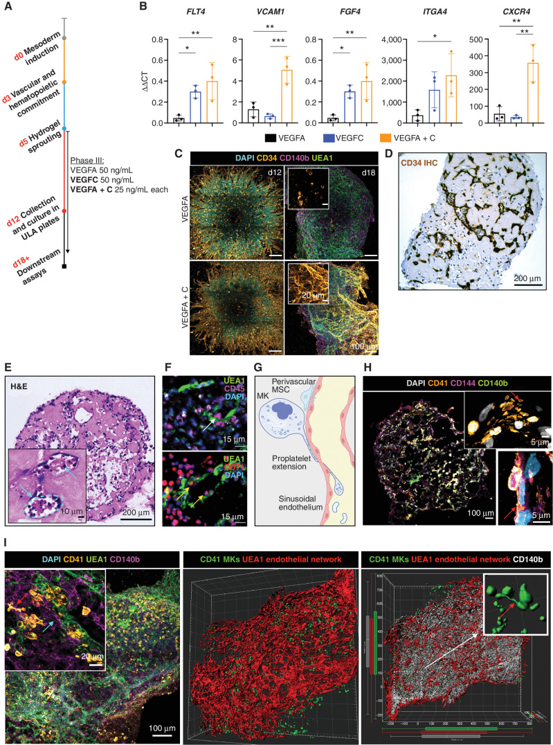 Figure 2. The addition of VEGFC induces specialization of organoid vasculature to a bone marrow sinusoid-like phenotype. A, In the sprouting phase of differentiation (D5) in hydrogels, organoids were supplemented with either VEGFA or VEGFC, or both VEGFA and VEGFC. B, mRNA expression of canonical cell-surface receptors, growth factors, and adhesion markers of bone marrow sinusoidal endothelium in VEGFA-, VEGFC-, and VEGFA + C–treated samples. ΔΔCt values relative to housekeeping (GAPDH) and undifferentiated iPSCs shown. Each data point represents 15 organoids, 3 independent differentiations shown. *, P < 0.05; **, P < 0.01; ***, P < 0.001, for one-way ANOVA with multiple comparisons (Fisher LSD). C, CD34+ sprouting vessels at day 12 in both VEGFA and VEGFA + C conditions. At day 18, vessels were CD34 positive in VEGFA + C organoids but negative in VEGFA-only organoids. D, IHC staining for CD34 and (E) hematoxylin and eosin (H&E) staining of formalin-fixed, paraffin-embedded VEGFA + C organoid sections, with inset showing lumen-forming vessels containing hematopoietic cells (blue arrows). F, Immunofluorescence staining of paraffin-embedded sections of VEGFA + C organoids showing CD45+ hematopoietic (white arrow) and CD71+ erythroid cells (yellow arrows) migrating into the UAE1+ vessel lumen. G, Schematic demonstrating the process of proplatelet formation by megakaryocytes (image created by Biorender.com). H, Whole organoid image showing CD140b+ MSCs surrounding CD144+ vessels, with CD41+ megakaryocytes. Insets show megakaryocytes extending proplatelet protrusions into vessel lumen (red arrows). Top inset shows CD41+ platelet-like particles within vessel lumen. I, Confocal imaging and 3D render of whole-mount VEGFA + C organoids showing CD41+ megakaryocytes (red arrow) closely associating with UEA1+ vessel network that is invested with CD140b+ fibroblast/MSCs (blue arrow; left and center image). Inset (right) shows 3D rendered megakaryocytes displaying proplatelet formation (red arrow).