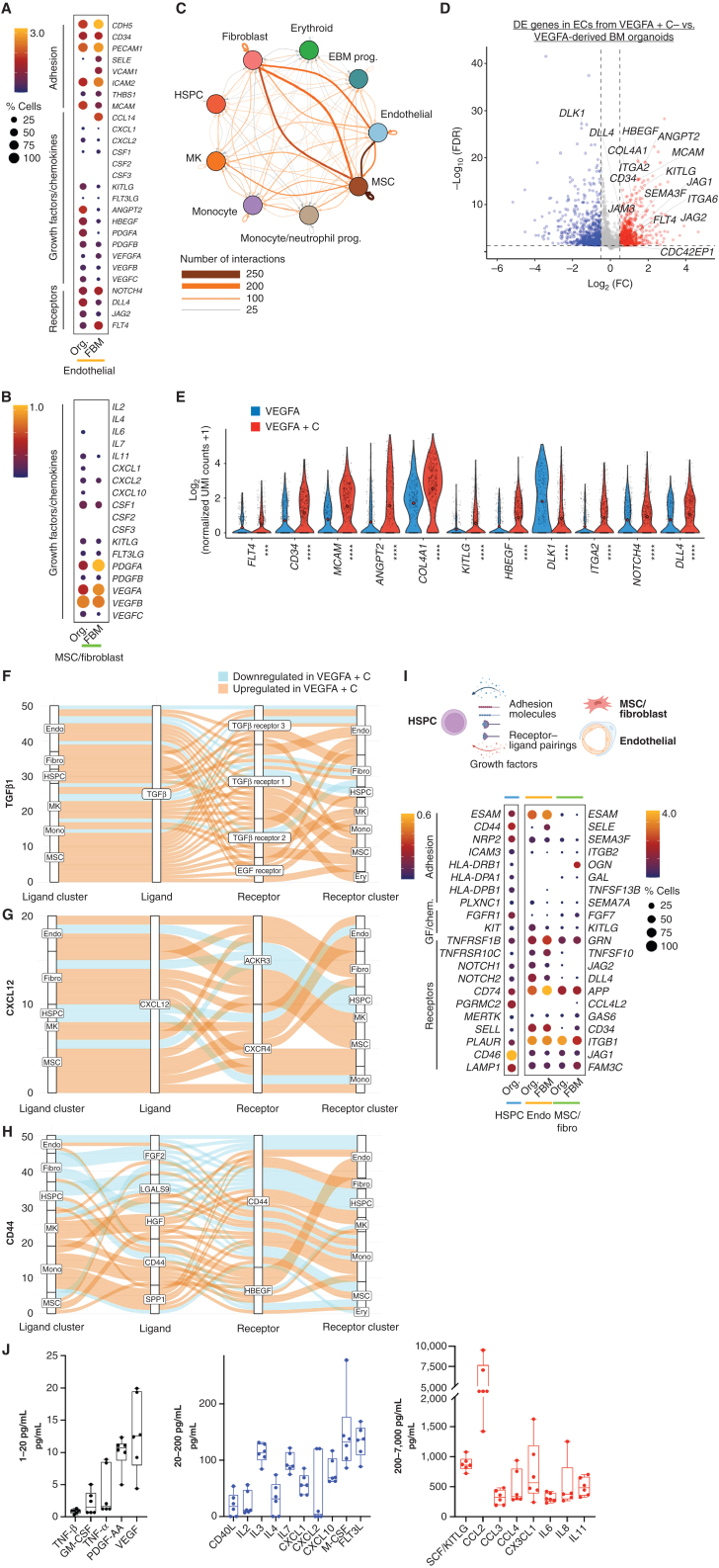 Figure 4. Endothelial, fibroblasts, and MSCs from organoid stroma support hematopoiesis, with increased hematopoietic support from VEGFA + C–stimulated vasculature. A, Comparison of expression of key receptors, adhesion proteins, growth factors and chemokines in endothelial cells from bone marrow organoids (Org) and human fetal bone marrow (FBM). B, Comparison of expression of growth factors and chemokines in MSCs from organoids and FBM. Size of dots represents % of expressing cells and color density indicates level of expression. C, Total predicted ligand–receptor interactions across clusters as predicted by CellPhoneDB (V2.0) showing extensive autocrine and paracrine interactions across BM organoid. D, Volcano plot showing significantly differentially expressed (DE) genes in endothelial cells (ECs) from VEGFA + C vs. VEGFA-only organoids (801 significantly upregulated and 700 significantly downregulated genes, P < 0.05, log2FC > 0.5 or −0.5). E, Violin plots showing key hematopoietic support factors and markers of bone marrow sinusoidal endothelium in ECs of VEGFA + C and VEGFA-only organoids. P values are indicated below x-axis labels, and mean value is indicated on violin plots. ***, P < 0.001; ****, P < 0.0001 for pairwise comparison Wilcox test applied [FDR]). F–H, Sankey plots comparing (F) TGFβ1, (G) CXCL12, and (H) CD44-mediated interactions in VEGFA + C vs. VEGFA-stimulated organoids. I, Expression of interacting receptor–ligand pairs between organoid HSPCs and cognate partner in organoid or FBM ECs (endo) and MSC/fibroblasts, with percentage of expressing cells and level of expression shown. J, Hematopoietic cytokines/growth factors produced by bone marrow organoids, measured by Luminex assay. Each data point represents supernatant pooled from 16 separately generated organoids. See also Supplementary Figs. 4–7.