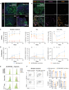 Figure 7. Bone marrow organoids support the engraftment, survival, and proliferation of cells from patients with myeloid and lymphoid hematologic malignancies. A, Organoids engrafted with CellVue-labeled model infant ALL cells from xenografts (Xeno iALL), primary cells from a patient with untreated chronic myeloid leukemia (CML) and THP-1 cells, an acute myeloid leukemia cell line. CellVue+ cells are visible throughout the volume of organoids. B, Organoids seeded with CD138+ cells isolated from bone marrow aspirates of patients with multiple myeloma show CellVue+ CD38+ plasma cell engraftment. C–E, Viability and proliferation of cells from 4 donors with multiple myeloma, 6 donors with acute lymphoblastic leukemia (ALL) and 3 Xeno iALL samples seeded simultaneously in the organoids, a 3D coculture with primary human BM-MSC (3D BM-MSC), and where possible, liquid culture. E, Serial dilution of CellTrace label, indicating cell proliferation, for multiple myeloma, Xeno iALL, and ALL cells in 3D BM-MSC and organoids on days 2, 5, 7, and 12 following thawing and plating. F, Engrafted multiple myeloma cells retained their immunophenotype at day 12, with more consistent maintenance of CD319 and CD38 in organoids than 3D BM-MSC. Representative images are shown. *, P < 0.01; **, P < 0.05; ***, P < 0.001. n = 4 for multiple myeloma, n = 3 for Xeno iALL and n = 3 for ALL, with each repeat comprised of a separate donor two-way ANOVA with repeated-measures and multiple comparisons (organoid cultures vs. 3D BM-MSC; Fisher LSD) for ALL and multiple myeloma, multiple un-paired t test for Xeno iALL data.