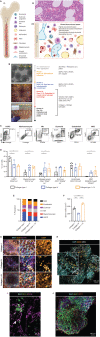 Figure 1. Mixed-matrix hydrogels containing Matrigel and type I and IV collagens are optimal for production of vascularized, myelopoietic organoids. A, (i) Central bone marrow is a complex tissue including MSC, endothelial, hematopoietic stem and progenitor cells (HSC/HSPCs), myeloid and lymphoid subsets. (ii) Hematoxylin and eosin–stained section and (iii) model of human bone marrow highlighting the diverse hematopoietic and stromal cell types (created using Biorender.com). B, Differentiation workflow, in which iPSC aggregates undergo mesodermal induction (days 0–3) and commitment to hematopoietic and vascular lineages (days 3–5). Cell aggregates are then embedded in mixed-matrix hydrogels comprised of Matrigel and collagen I, collagen IV, or collagen I + IV mix at a 40:60 ratio to support vascular sprouting. Key media components are listed for each phase. C, Gating strategy and (D) quantification of stromal and hematopoietic cell types in day 18 organoids supported by Matrigel + collagen type I–only, collagen IV–only, and collagen I + IV hydrogels. E, Distribution of lineages as fractions of the whole organoid population. F, Radius of endothelial sprouts and (G) sprouting day 12 organoids immunostained for nuclei (DAPI), CD34, and CD144 (VE-cadherin). H–J, Whole organoid Z-stack imaging acquired at day 18 showing (H) CD34+ HSPCs and UEA1+ vessels that are negative for CD34; I, CD41+ megakaryocytes and (J) CD71+ erythroid cells dispersed throughout the organoids and associating with CD144+/UEA1+ vasculature. *, P < 0.05; **, P < 0.01; ***, P < 0.001, one-way ANOVA with multiple comparisons (Fisher LSD), n = 3 for endothelial sprout radius measurements. Two-way ANOVA with multiple comparisons (Fisher LSD); n = 3 (3 independent differentiations, 15 pooled organoids each) for flow cytometry analysis. Representative images are shown. See also Supplementary Fig. S1.