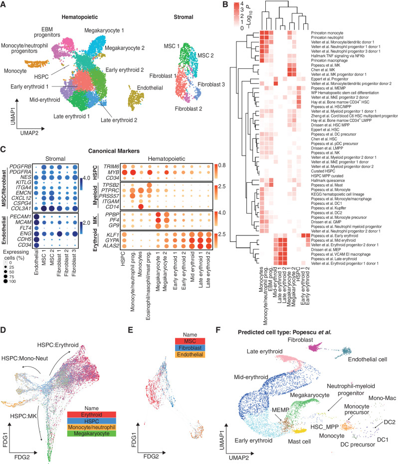 Figure 3. scRNA-seq confirmed that hematopoietic and stromal cell lineages within organoids showed transcriptional similarity to human hematopoietic tissues. A, Uniform manifold approximation and projection (UMAP) plot showing annotated cell clusters. B, Gene set enrichment analysis of differentially expressed genes for each cluster using a curated set of 64 hematopoietic lineage gene sets. DC, dendritic cell; GMP, granulocyte-macrophage progenitor; HSC, hematopoietic stem cell; KEGG, Kyoto Encyclopedia of Genes and Genomes; LMPP, lymphoid-primed multipotent progenitor; MEMP, megakaryocyte-erythroid-mast cell progenitor; MK, megakaryocyte; MkE, megakaryocyte-erythroid; MPP, multipotent progenitor; NK, natural killer cell; pDC, plasmacytoid DC; prog., progenitor; VCAM EI, VCAM erythroblastic island; WP, WikiPathways. C, Expression of canonical stromal and hematopoietic cell genes for each of the annotated clusters. The color scale represents the average level of expression, and the circle size shows the percentage of cells within each cluster in which expression was detected for each gene. D and E, FDG showing differentiation trajectories for hematopoietic (D) and stromal (E) compartments, superimposed with expression scores of lineage signature gene sets. F, Organoid cells projected onto a published dataset of human hematopoietic and stromal cells using the Symphony package (33). Mono-Mac, monocyte-macrophage. See also Supplementary Figs. 2 and 3 and Supplementary Tables S1 and S2.