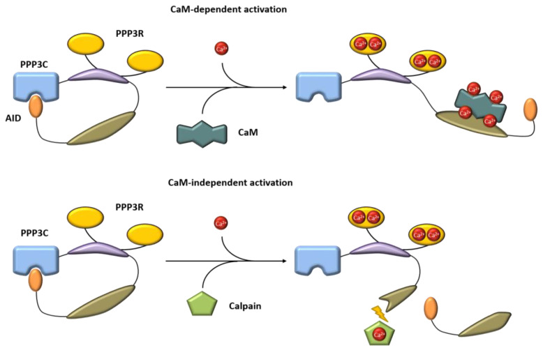 Calcineurin Is a Universal Regulator of Vessel Function—Focus on ...