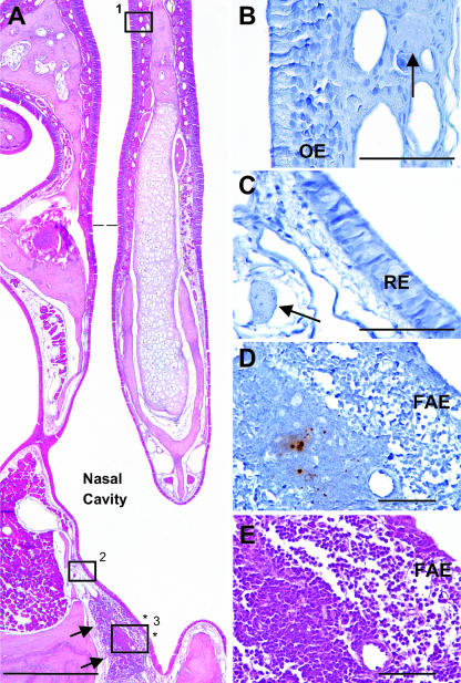 FIG. 2.