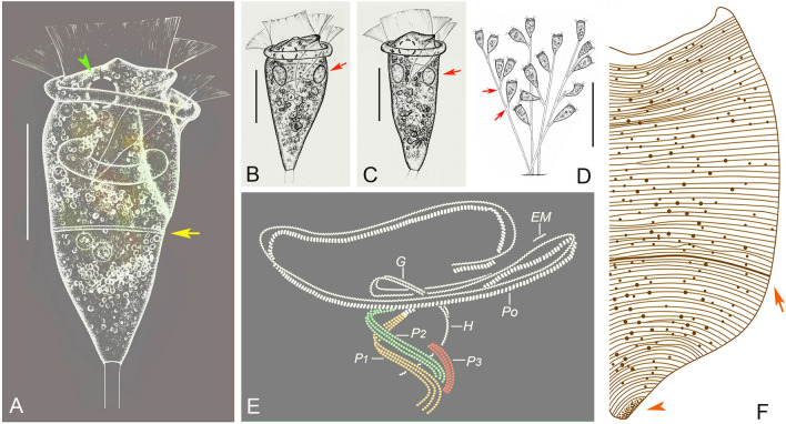 Fig. 8