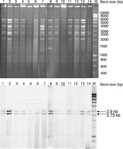 FIG. 1.