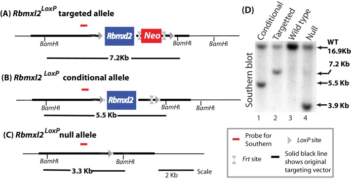 Figure 1—figure supplement 2.