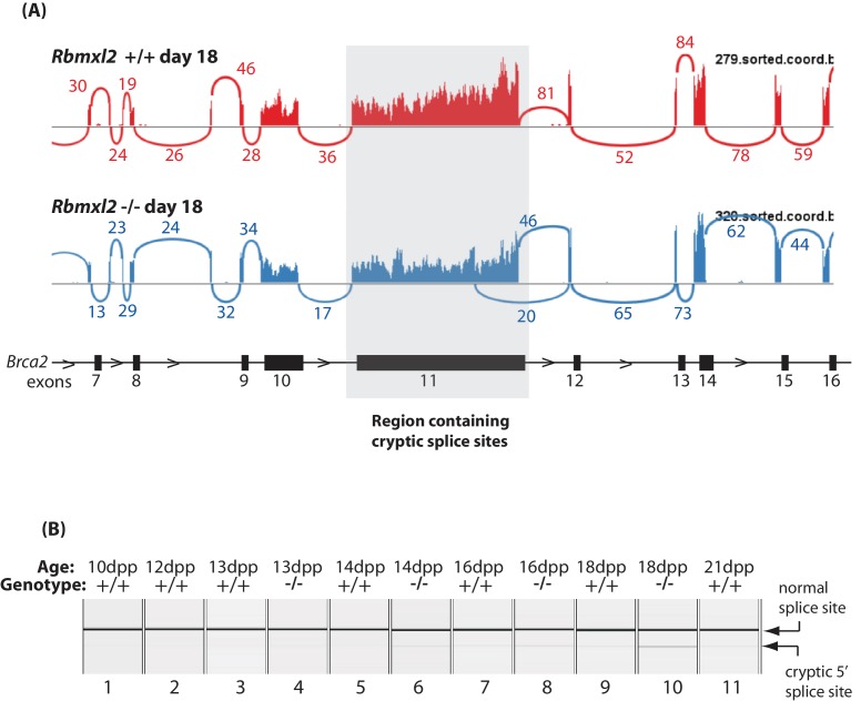 Figure 5—figure supplement 2.