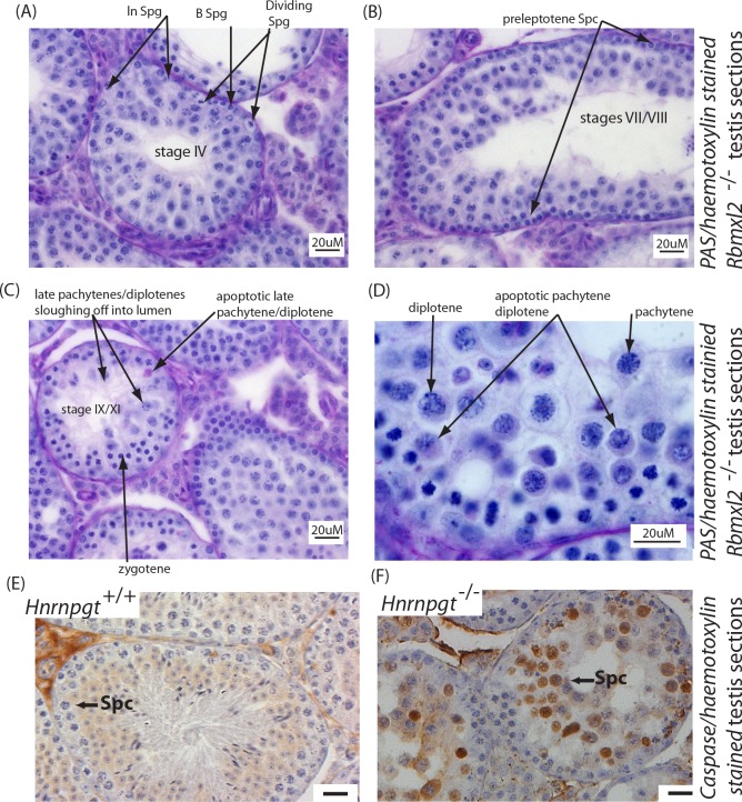 Figure 2—figure supplement 3.