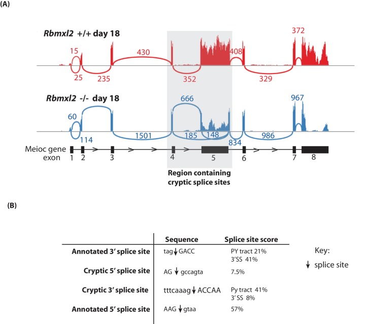 Figure 5—figure supplement 1.